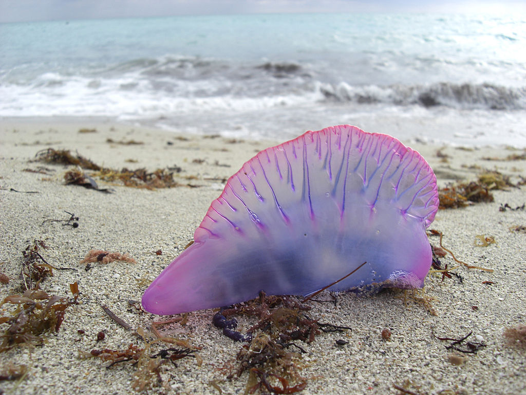 Portuguese Man O' War, Miami Beach