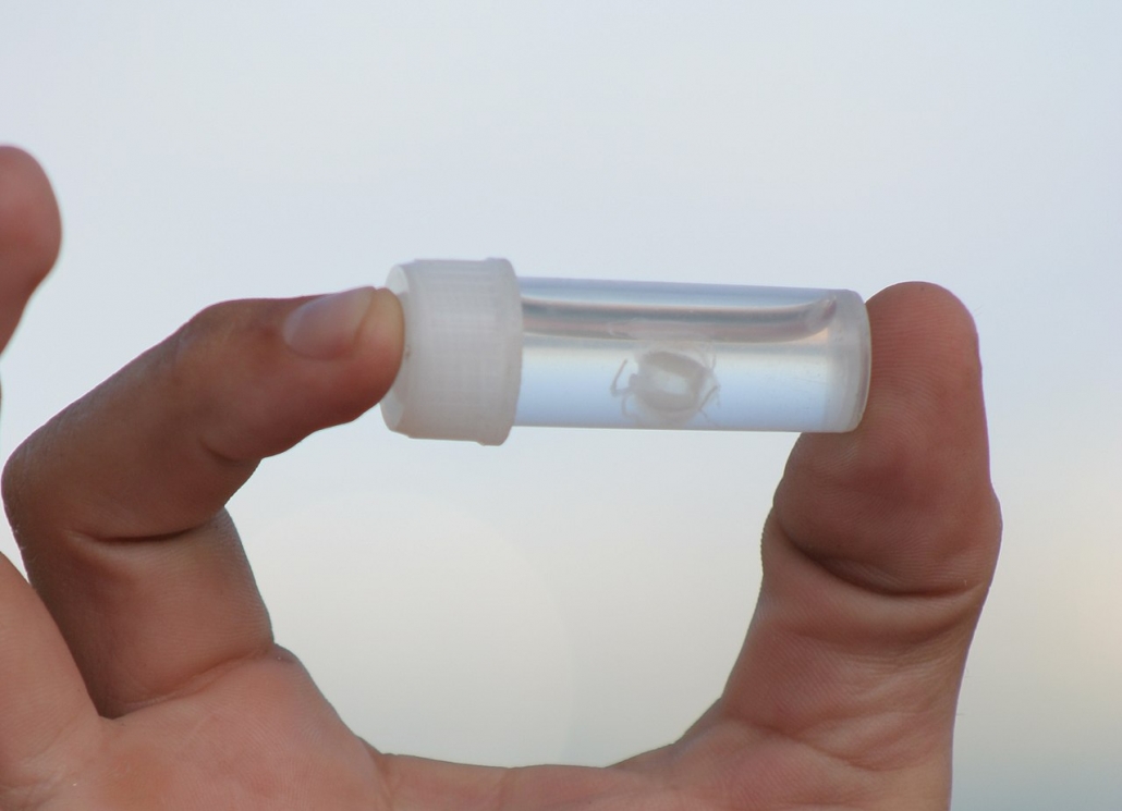 Irukandji jellyfish, Queensland, Australia