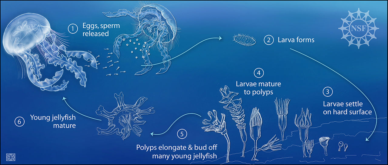 Picture of reproduction of jellyfish