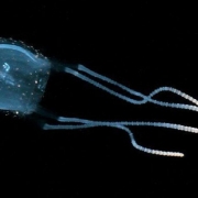 Irukandji Jellyfish