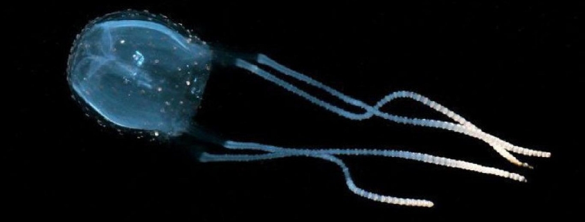 Irukandji Jellyfish