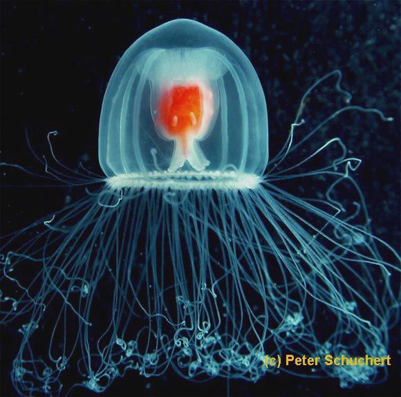 Turritopsis rubra medusa