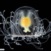 Turritopsis nutricula, Adult medusa, from Brazil