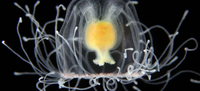 Turritopsis nutricula, Adult medusa, from Brazil