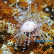 Leaf-crawler Jellyfish (Staurocladia vallentini)