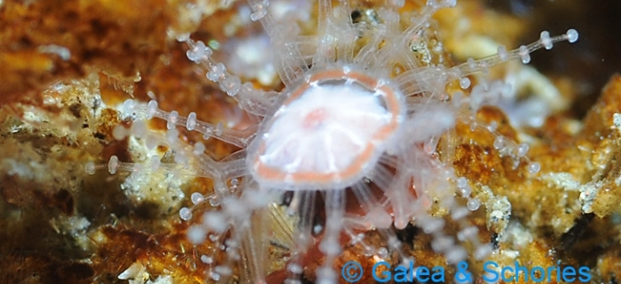 Leaf-crawler Jellyfish (Staurocladia vallentini)