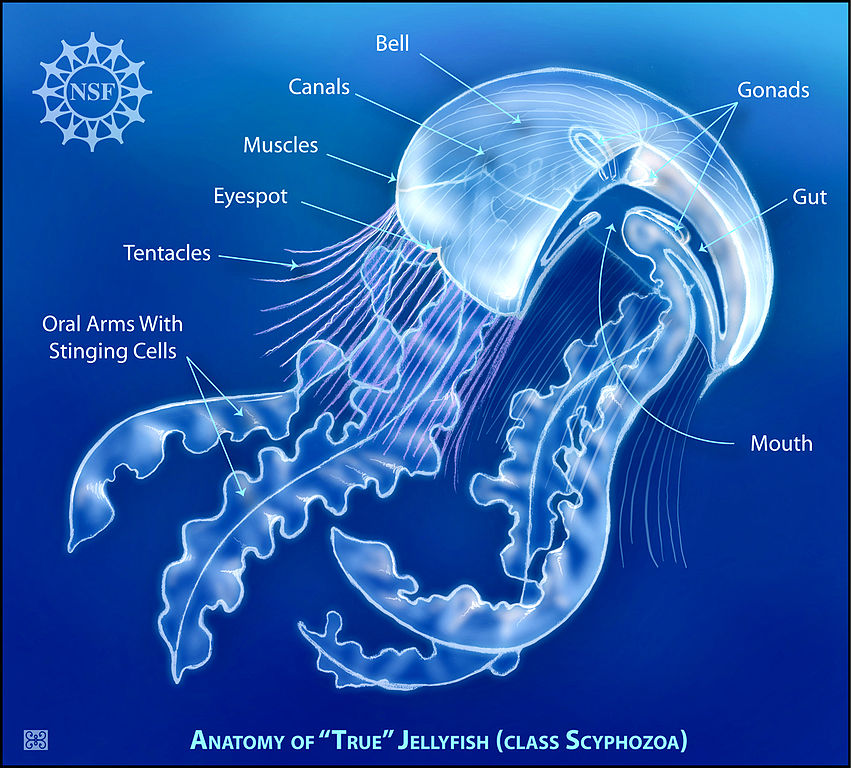 Anatomy picture of a true jellyfish