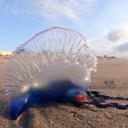 Portuguese Man o' War at Palm Beach FL.