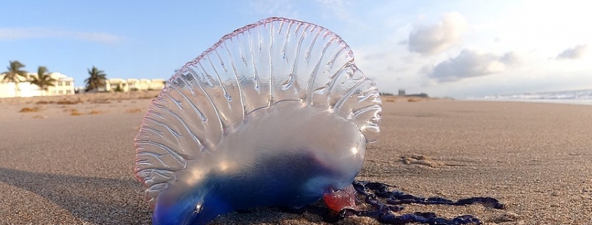 Portuguese Man o' War at Palm Beach FL.