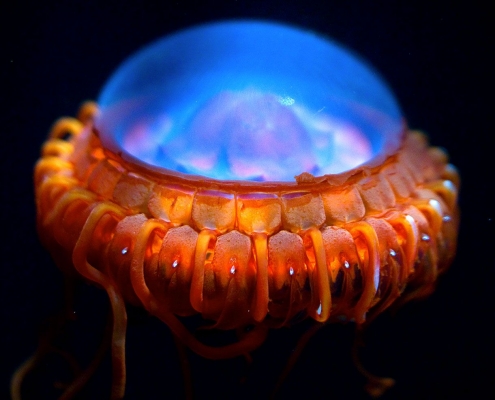 Atolla wyvillei