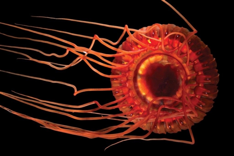 แมงกะพรุนยูเอฟโอ (Flying Saucer Jellyfish, DeepSea Crown Jelly)