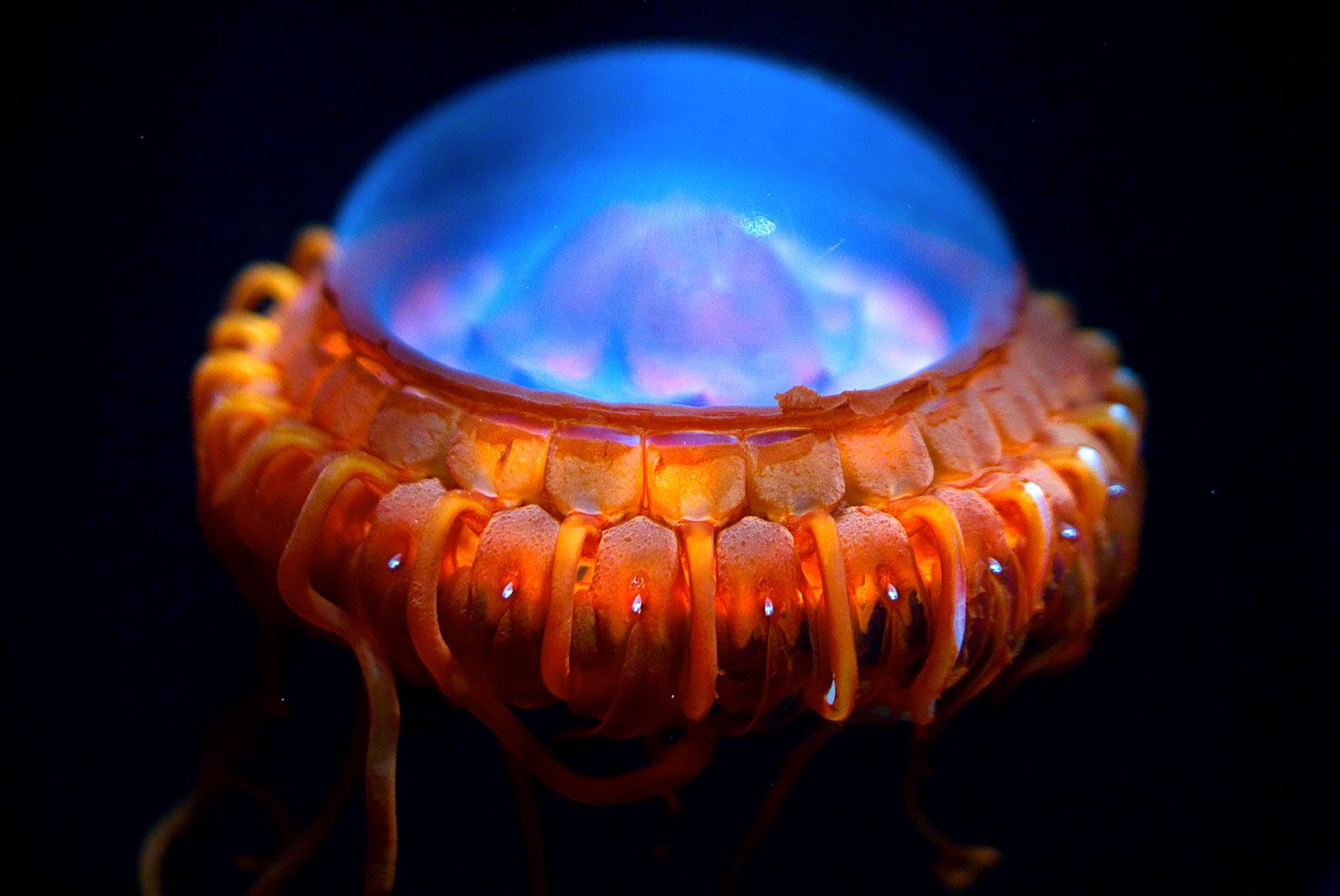 แมงกะพรุนยูเอฟโอ (Flying Saucer Jellyfish, Deep-Sea Crown Jelly)
