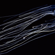 Australian Box Jellyfish or Sea Wasp (Chironex fleckeri)