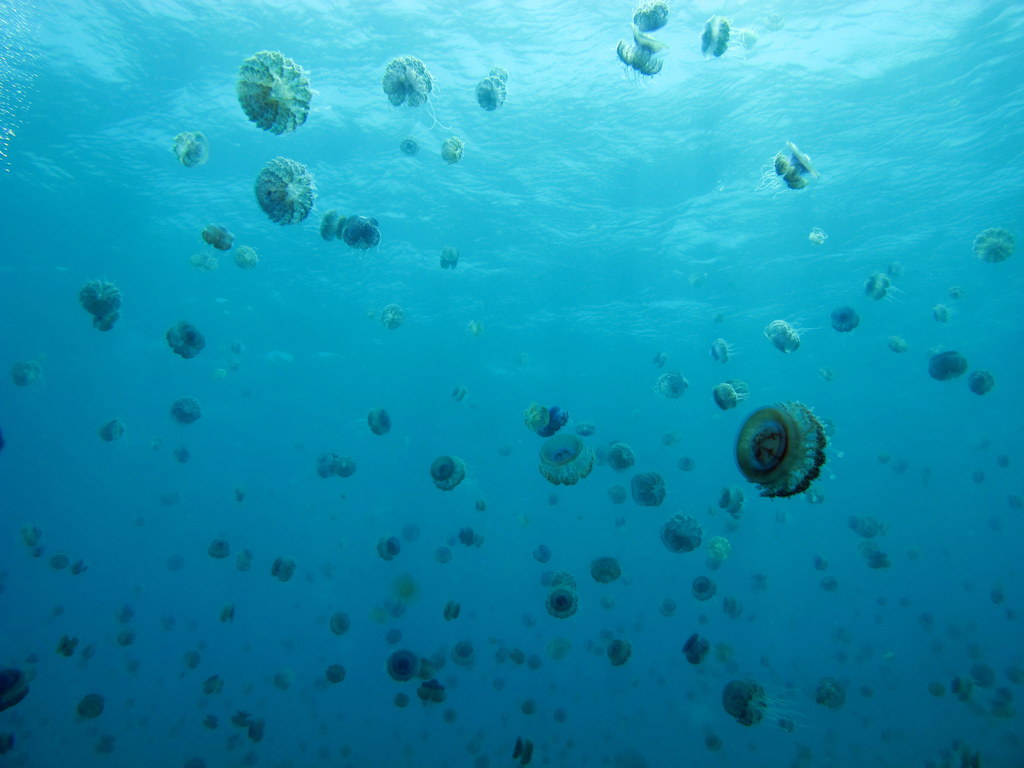 The water is full of Cauliflower Jellyfish