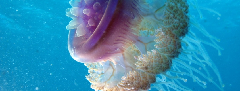 Cauliflower Jellyfish, Cephea cephea at Marsa Shouna, Red Sea, Egypt #SCUBA