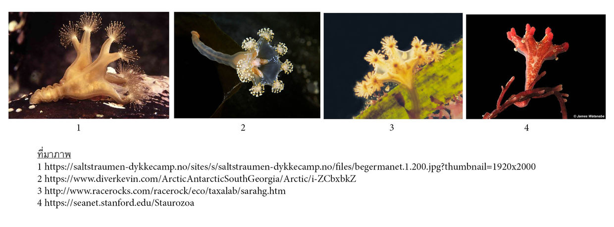 Cnidaria Class Staurozoa