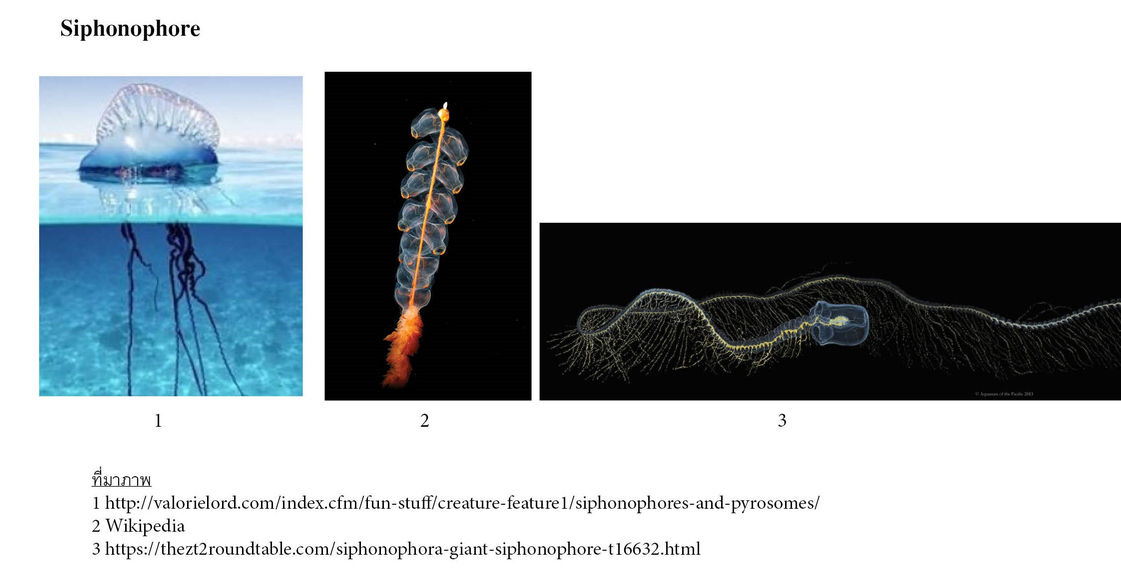 Siphonophore