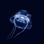 Darth Vader Jellyfish