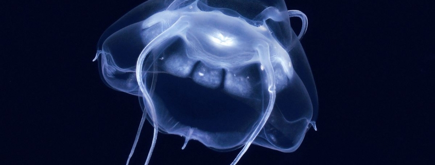 Darth Vader Jellyfish