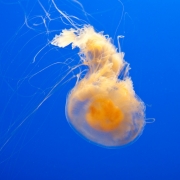 Egg Yolk Jellyfish