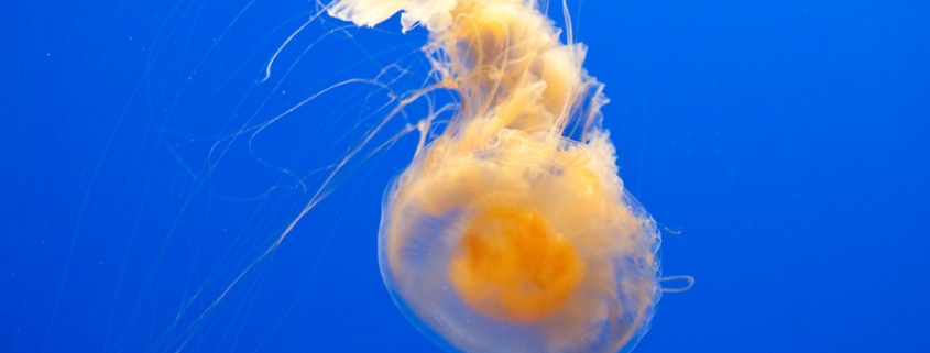 Egg Yolk Jellyfish