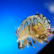 Flower Hat Jelly