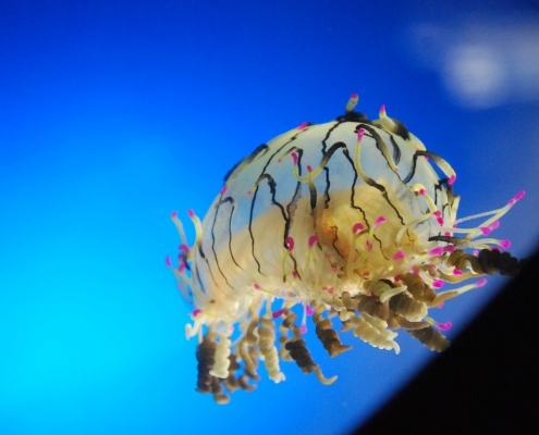 Flower Hat Jelly