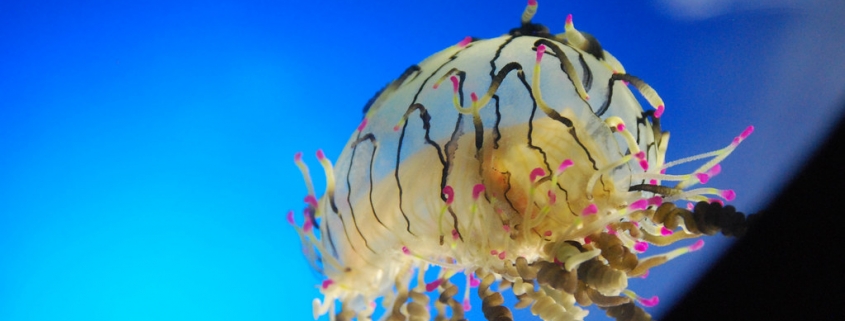 Flower Hat Jelly