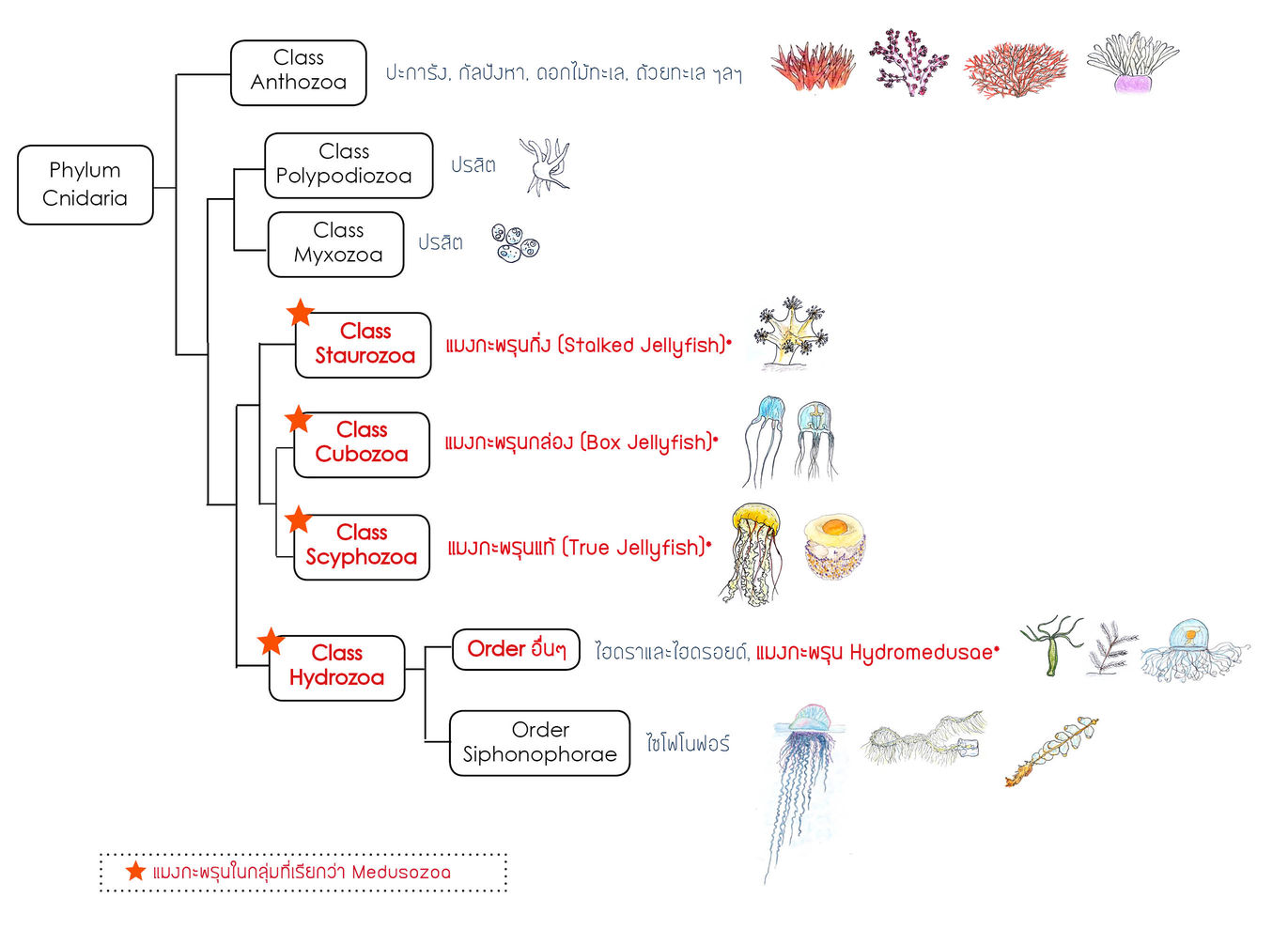 Jellyfish Taxonomy Chart