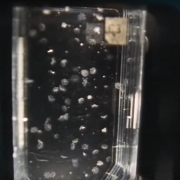 Jellyfish Experiment by NASA STS-40