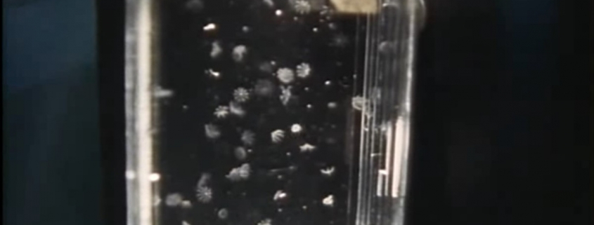 Jellyfish Experiment by NASA STS-40