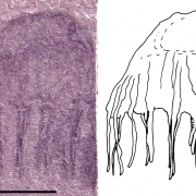 Preserved Jellyfishes from the Middle Cambrian