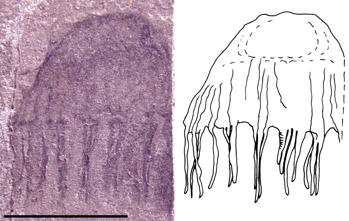 Preserved Jellyfishes from the Middle Cambrian