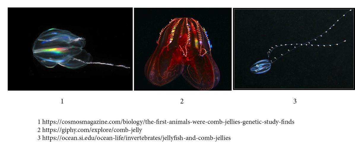 Comb Jelly