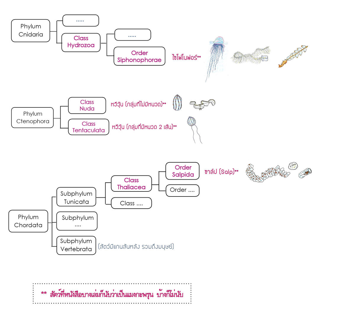 Jellyfish Related - Taxonomy Chart