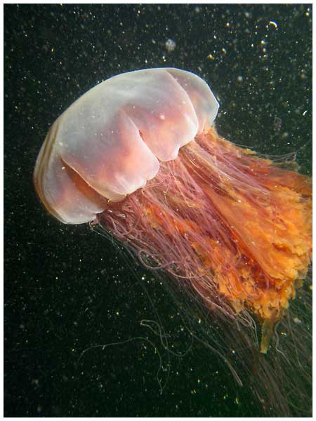 Lion's Mane Jellyfish