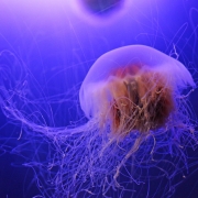 Lion's Mane Jellyfish