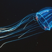 Lizard-tail Jellyfish (Colobonema sericeum)