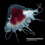 Santa Hat Jellyfish or Helmet Jellyfish (Periphylla periphylla)