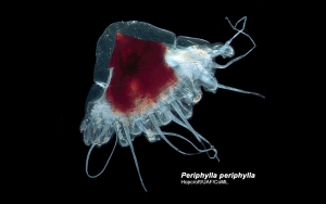 Santa Hat Jellyfish or Helmet Jellyfish (Periphylla periphylla)