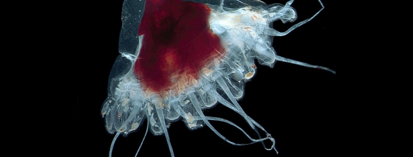 Santa Hat Jellyfish or Helmet Jellyfish (Periphylla periphylla)