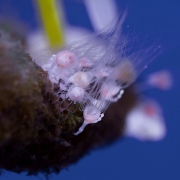 The Upside-down jellyfish, Cassiopea sp. polyp stage