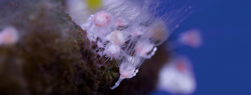 The Upside-down jellyfish, Cassiopea sp. polyp stage