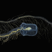 Giant Siphonophore