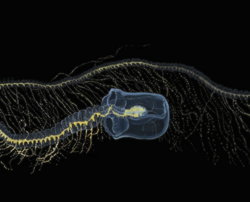 Giant Siphonophore