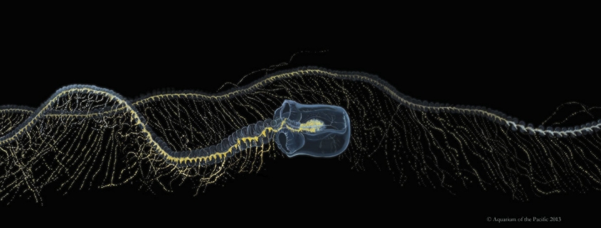 Giant Siphonophore