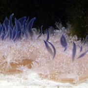 Upside Down Jellyfish (Cassiopea andromeda)