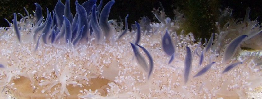 Upside Down Jellyfish (Cassiopea andromeda)