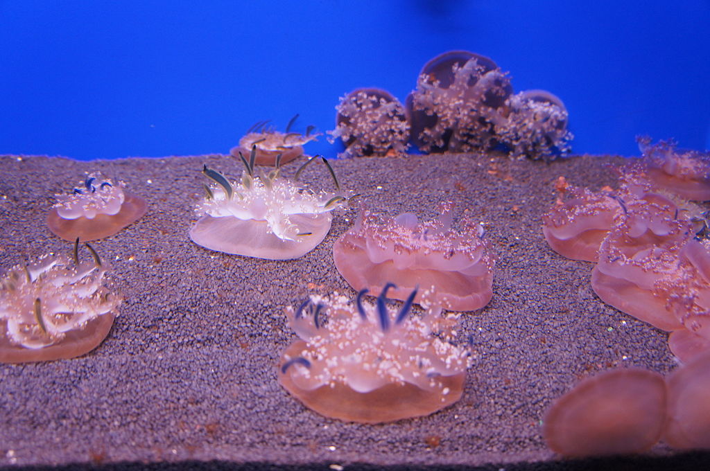 Upside-Down Jellyfish at the Aquarium of Genoa