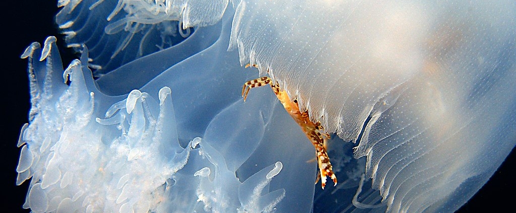 A crab riding a jellyfish